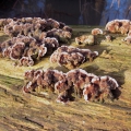 Turkeytails
