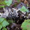 Candlesnuff Fungus