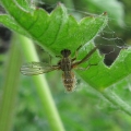 Fly-killing Fungus