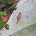Common Striped Woodlouse