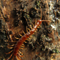 IMG_4270b-Centipede