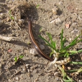 Striped Millipede