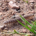 Flat-backed Millipede