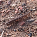 Flat-backed Millipede