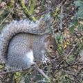 IMG_0078a-Grey-Squirrel