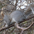 IMG_6759a-Grey-Squirrel