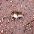 Dead Pygmy Shrew