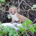 Weasel