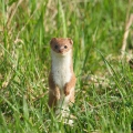 Weasel