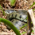 Grass Snake
