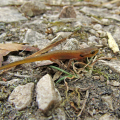 IMG_3266b-Common-Newt-eft