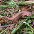 Common Newt
