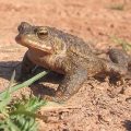 Common Toad