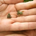 Young Common Toad and Common Frog
