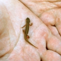 Young Common Newt