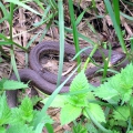 Grass Snake
