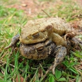 Common Toads in amplexus