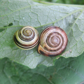 IMG_1650a-Brown-lipped-and-White-lipped-Snails