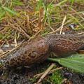 IMG_3479b-Leopard-Slug