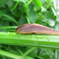 Durham Slug