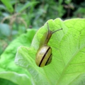 White-lipped Snail