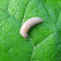 Netted Slug