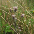 Blue Fleabane
