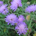 Field Scabious