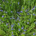 Germander Speedwell