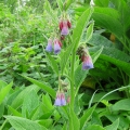 Russian Comfrey