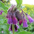 Russian Comfrey