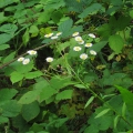 Tall Fleabane