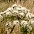 Angelica