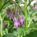 Russian Comfrey