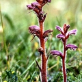 Common Broomrape