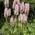 Common Spotted Orchid
