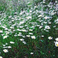 Ox-eye Daisies