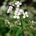 Dames Violet