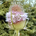 Teasel