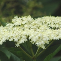 Elder