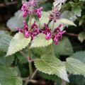 Hedge Woundwort