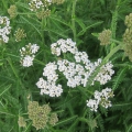 Yarrow