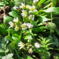 Common Whitlow-grass