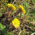 Coltsfoot
