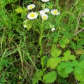 Tall Fleabane