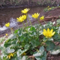 Lesser Cellandine