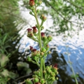Water Figwort