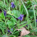 Sweet Violet