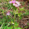 Centaury