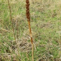 Southern Marsh Orchid seed head